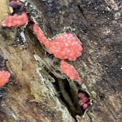 Hemitrichia decipiens