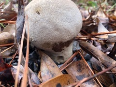 Calvatia