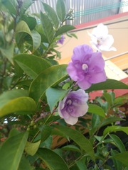Brunfelsia pauciflora