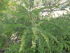 Eysenhardtia polystachya