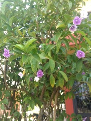 Brunfelsia pauciflora