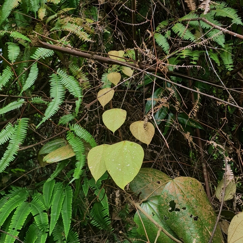 Yellow Vine (Coscinium fenestratum)