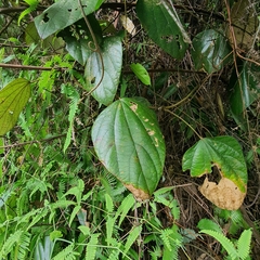 Coscinium fenestratum