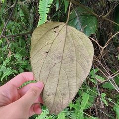 Coscinium fenestratum