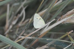 Colotis phisadia