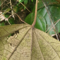 Coscinium fenestratum