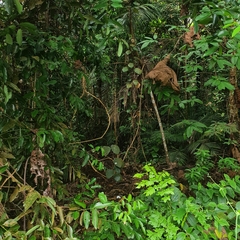 Coscinium fenestratum