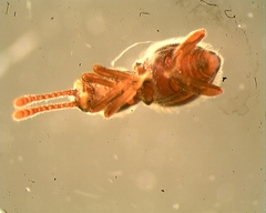 Scydmaeninae