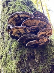 Phaeolus schweinitzii