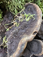 Phaeolus schweinitzii