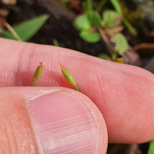 Image of Fimbristylis acuminata by (c) pbsg, some rights reserved (CC BY)