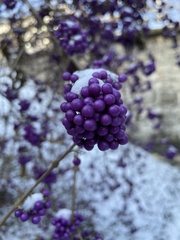 Callicarpa
