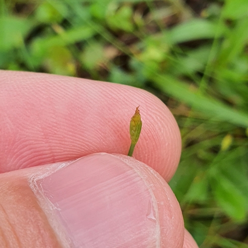 Image of Fimbristylis acuminata by (c) pbsg, some rights reserved (CC BY)