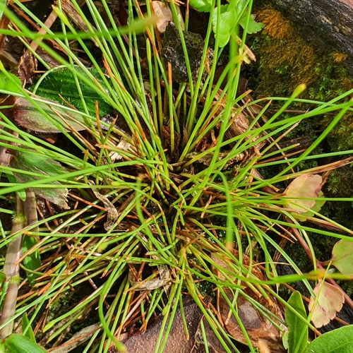 Image of Pointed Fimbry (Fimbristylis acuminata) by (c) pbsg, some rights reserved (CC BY)