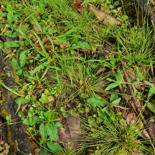 Image of Pointed Fimbry (Fimbristylis acuminata) by (c) pbsg, some rights reserved (CC BY)