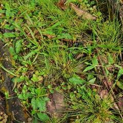 Fimbristylis acuminata