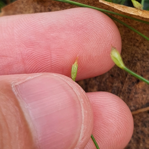 Image of Pointed Fimbry (Fimbristylis acuminata) by (c) pbsg, some rights reserved (CC BY)