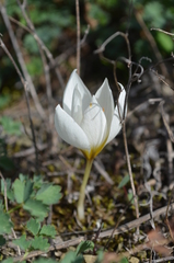 Crocus hadriaticus