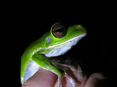 Pelodryadidae