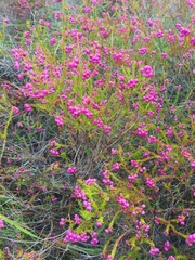 Erica multumbellifera