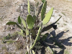 Opuntia lasiacantha
