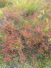 Erica multumbellifera