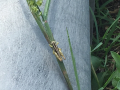 Paraidemona