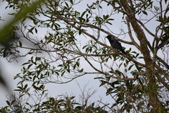 Cyanocorax violaceus