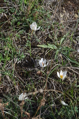 Crocus hadriaticus