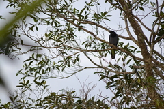 Cyanocorax violaceus