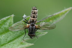 Entomophthora muscae