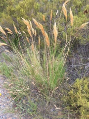 Pseudopentameris macrantha