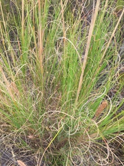 Pseudopentameris macrantha