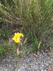 Oenothera stricta