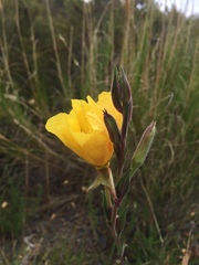 Oenothera stricta