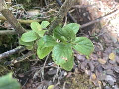 Vaccinium calycinum