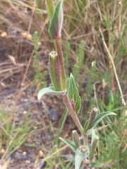 Oenothera stricta