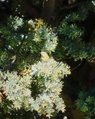 Leiothlypis celata