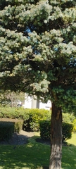 Leiothlypis celata