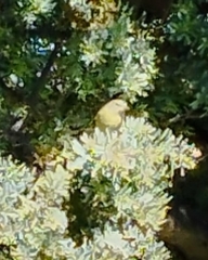 Leiothlypis celata
