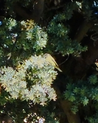Leiothlypis celata