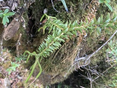 Phlegmariurus phyllanthus