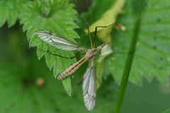 Tipula vernalis