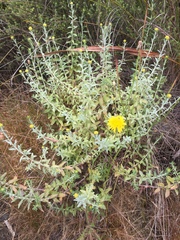 Helichrysum cymosum
