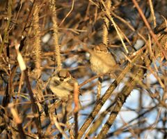 Passer domesticus