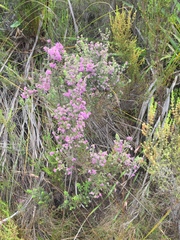Erica hirtiflora