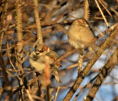Passer domesticus