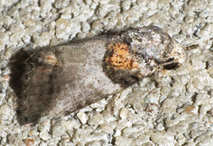 Aleptina clinopetes