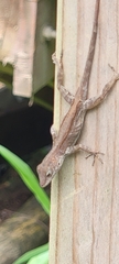 Anolis gundlachi