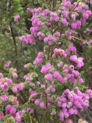 Erica hirtiflora